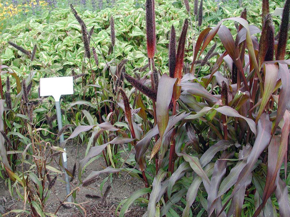Cornell University Annual Flower Research at Bluegrass Lane